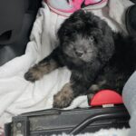 A black and brown puppy lies on a white towel in a car, next to a pink and white Nike running shoe.
