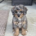 A small, curly-haired gray and tan puppy sits on a light-colored floor next to a woven mat.