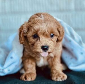 A small brown puppy with curly fur sits under a light blanket, looking forward with its tongue slightly out.