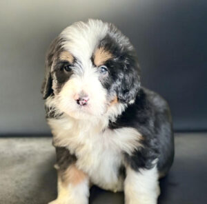 A fluffy black, white, and tan puppy sits on a dark surface against a plain dark background.