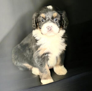 A fluffy black, white, and tan puppy sits on a dark surface, looking directly at the camera.