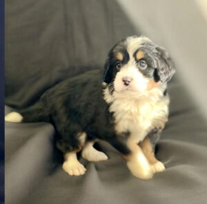 A Bernese Mountain Dog puppy with black, white, and brown fur sits on a gray fabric surface.