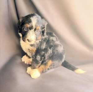 Small black, brown, and white puppy sitting on a gray fabric backdrop, looking slightly to the left.