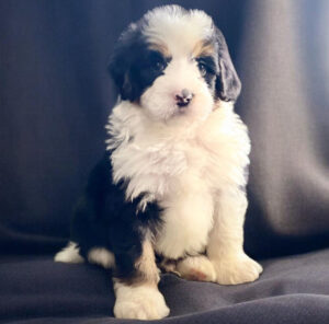 A fluffy tricolor puppy with white, black, and tan fur sits on a dark surface in front of a dark background.