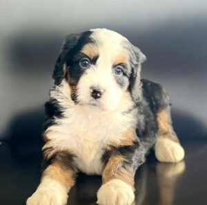 A Bernese Mountain Dog puppy with a tricolor coat lies on a dark surface, looking toward the camera.