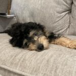 A black and tan dog is lying on a light gray couch, resting its head on the cushion and looking toward the camera.