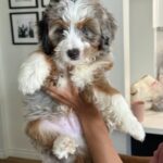 A person holding a fluffy brown, white, and gray puppy indoors with framed photos visible on the wall in the background.