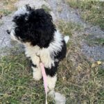 Black and white dog with curly fur sits on grass, facing left, attached to a pink leash.