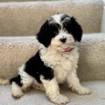 Small black, white, and tan puppy with curly fur sits on carpeted stairs, facing the camera.