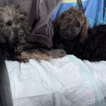 Two fluffy puppies lie on a padded surface with blankets in the background. Onscreen text reads "WAYNE Ohio.