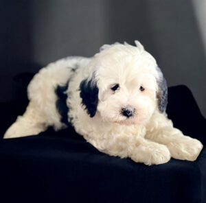 A fluffy white puppy with black patches lies on a dark surface against a plain dark background.
