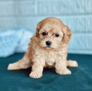 A small, light brown puppy sits on a dark green surface with a light blue background.
