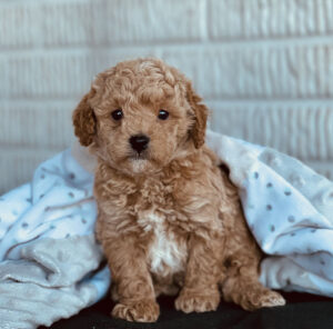 A small, curly-haired brown puppy sits on a blanket with a white and blue polka dot pattern against a light brick wall.