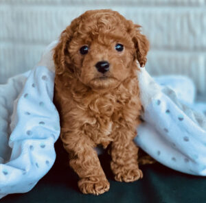 A small brown curly-haired puppy sits under a white blanket with blue polka dots, looking at the camera.